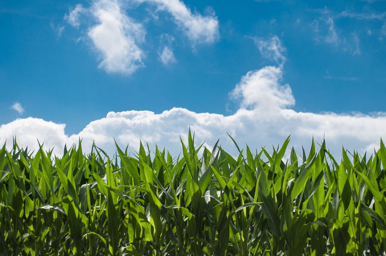Lush green cornfield glowing under bright blue skies and fluffy white clouds.