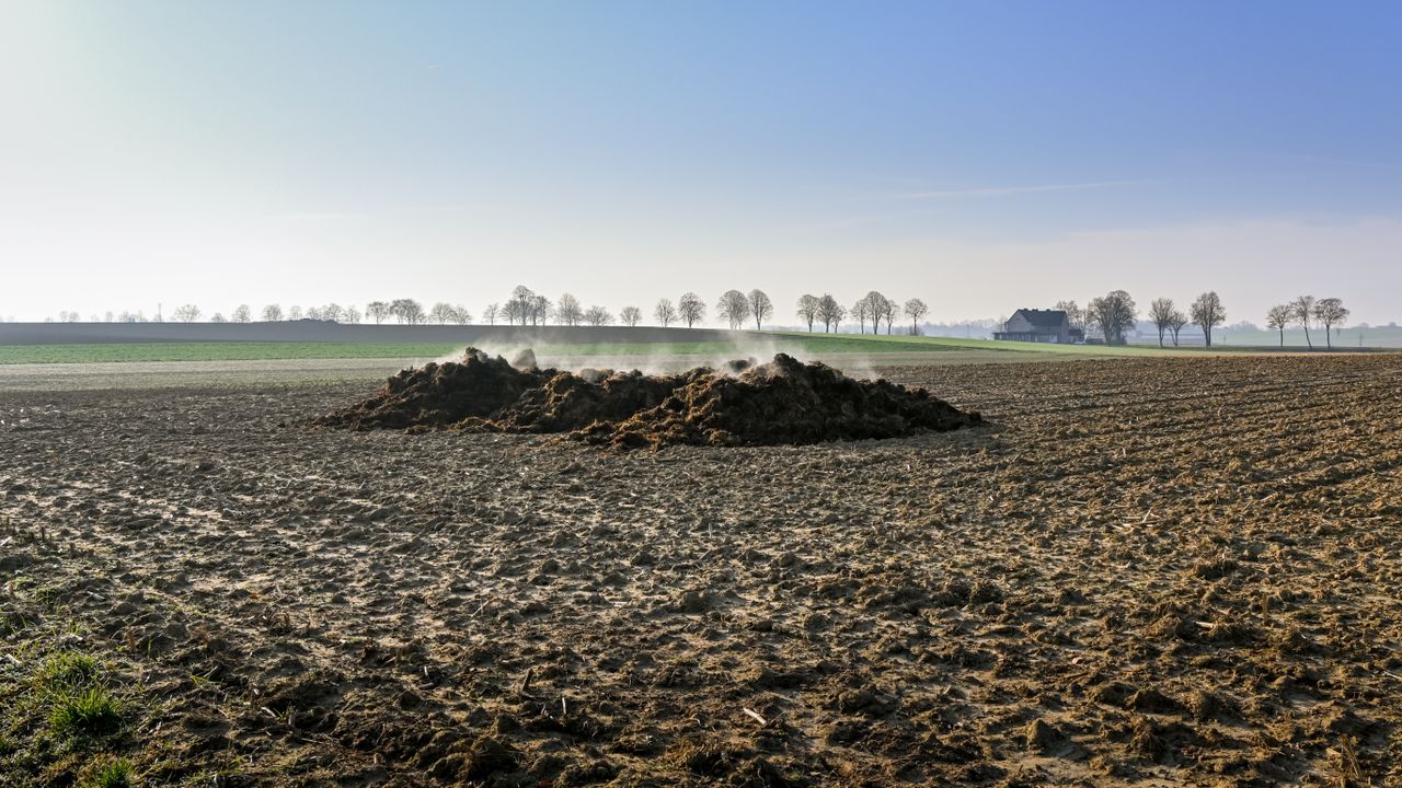 Steam rises from a manure pile on a plowed field under a clear blue sky.