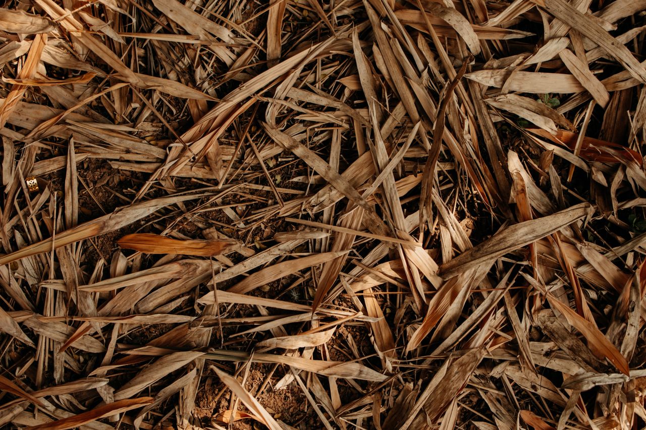 Close-up of dry straw covering the ground, creating a natural texture background.